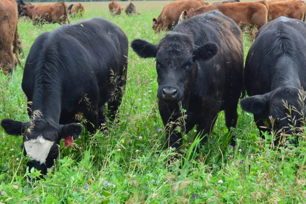 Partner Spotlight: Sunnie Valley Farms